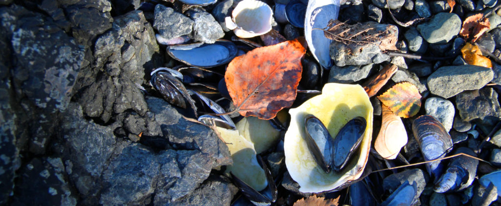 bear-cove-autumn-2014