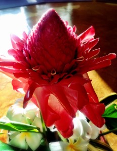 Molokai Protea Pegge Erkeneff