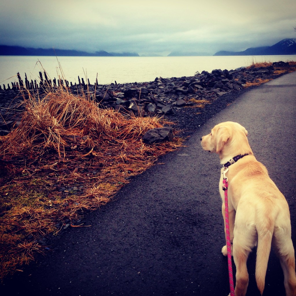 Kula at Resurrection Bay AK 2014_01_24