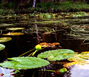 Scout Lake Alaska lily