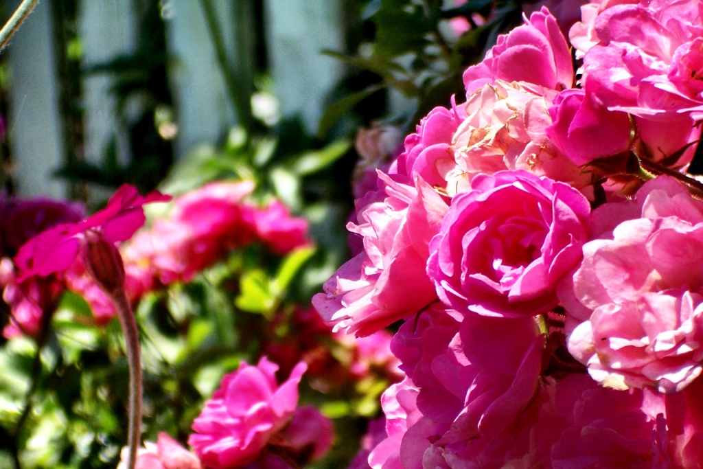 Grandmas Garden roses Pegge Erkeneff