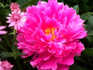 Peony Pegge Erkeneff Your Spiritual Garden Tending to the Presence of God