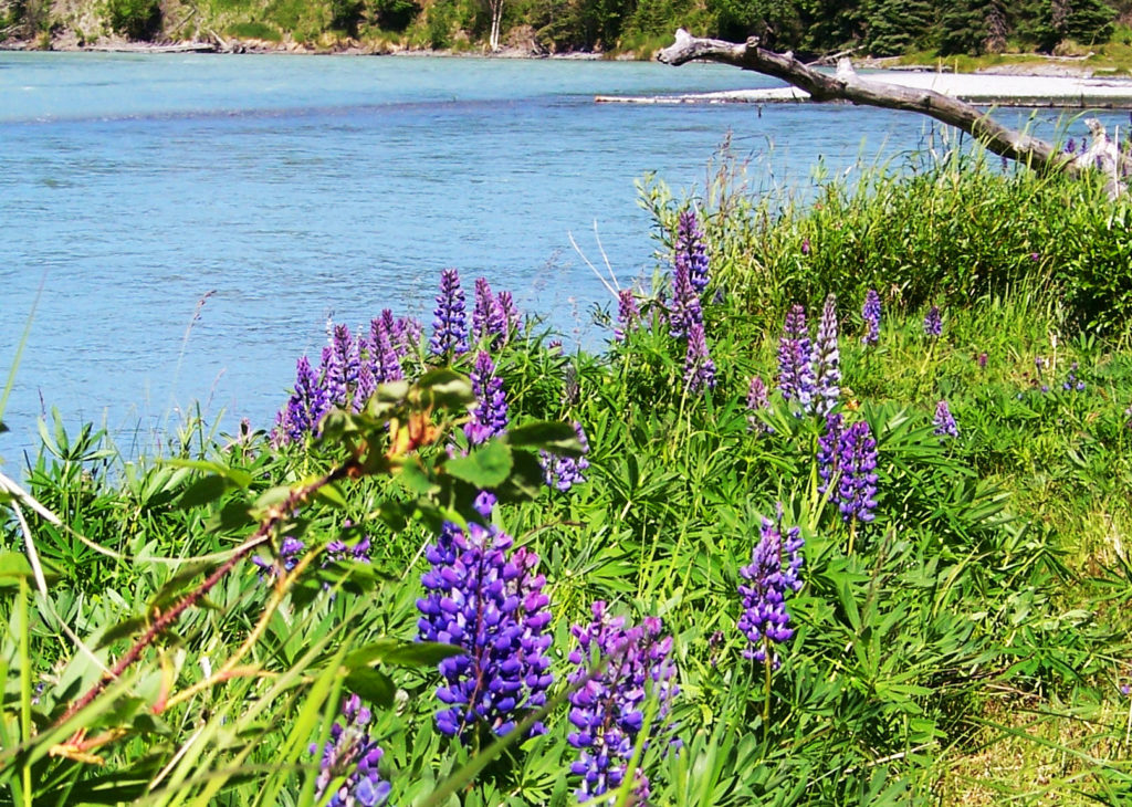 kasilof-river-lupin-alaska-by-pegge-erkeneff